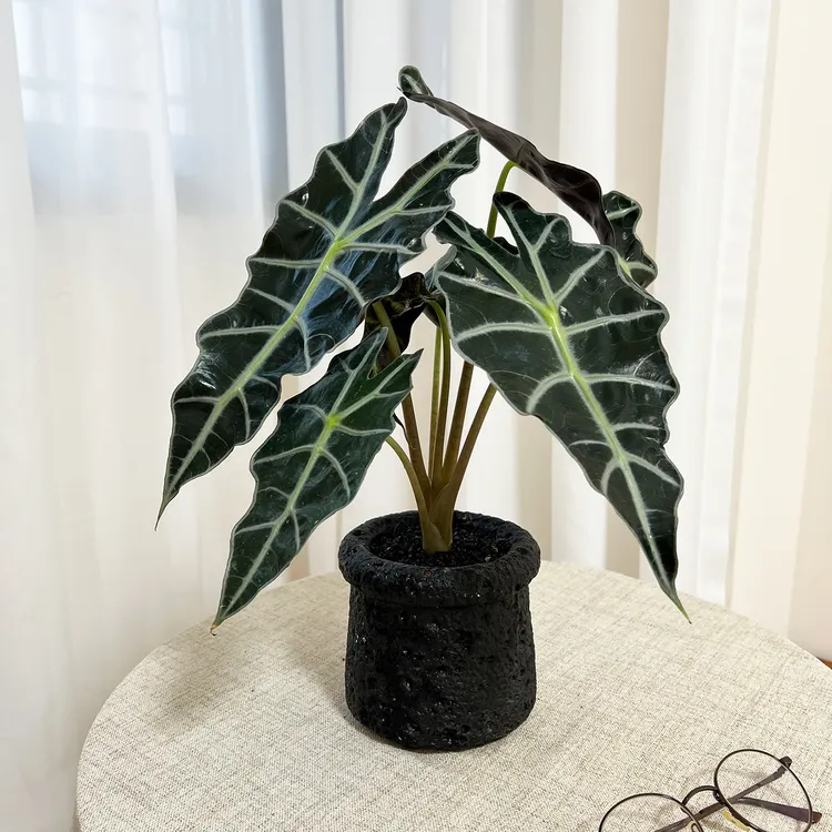 【喜阴】大仙女海芋土培室内绿植花卉客厅办公室内桌面净化空气观叶