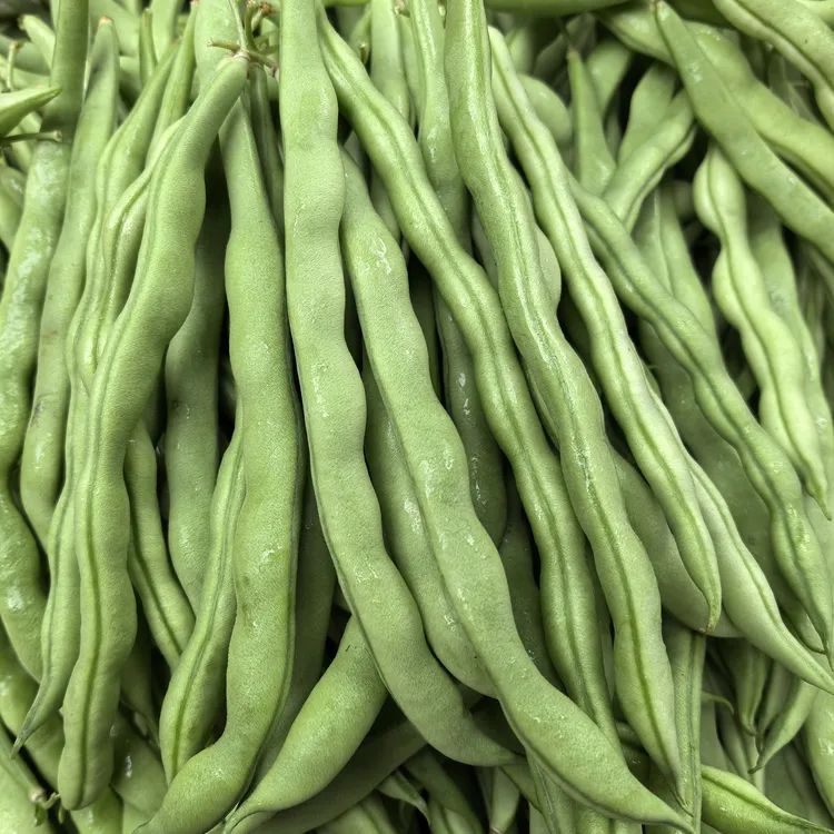 贵州高山农家新鲜四季豆青豆无筋豆当季时令蔬菜