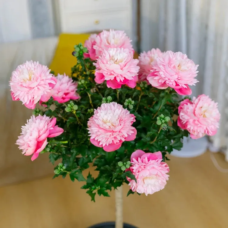 【加大加高1米2】木槿花重瓣多色渐变色开花棒棒糖花