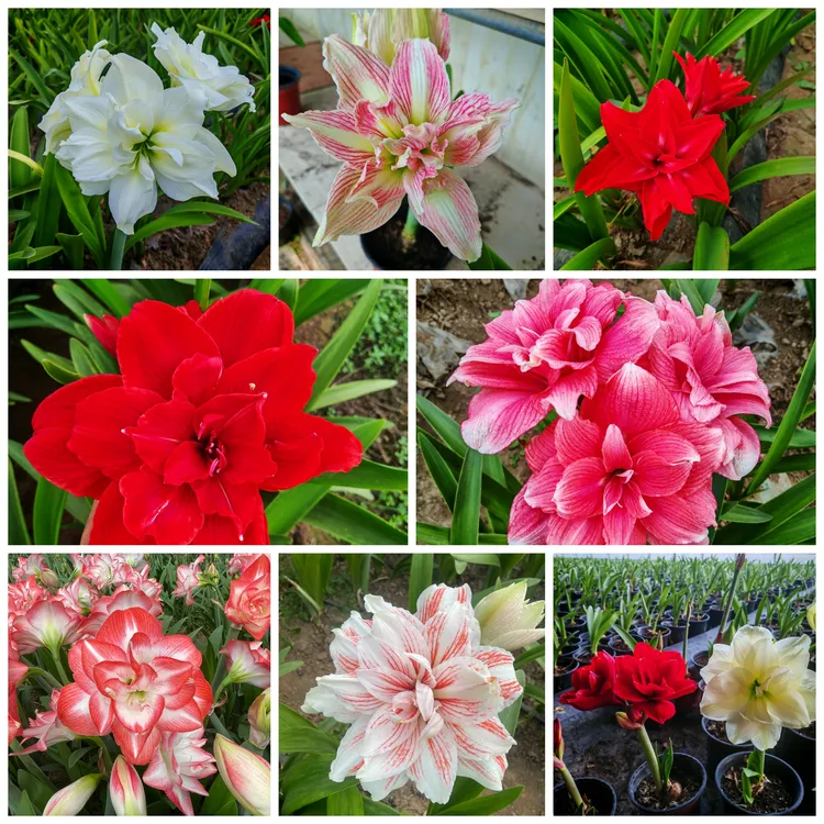 保重瓣朱顶红混球剪叶保重瓣