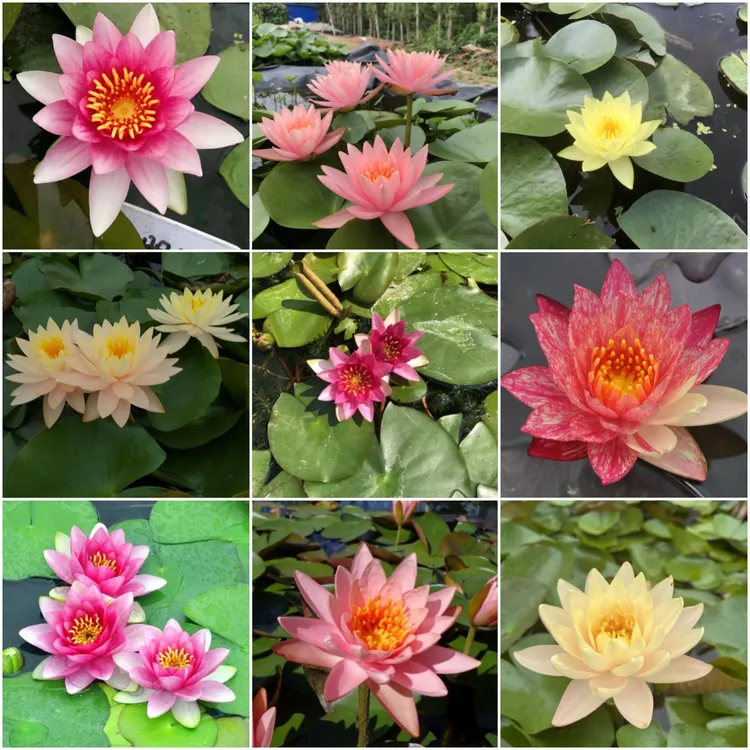 【爆花组合】经典早花睡莲根茎阳台盆栽易开花大苗