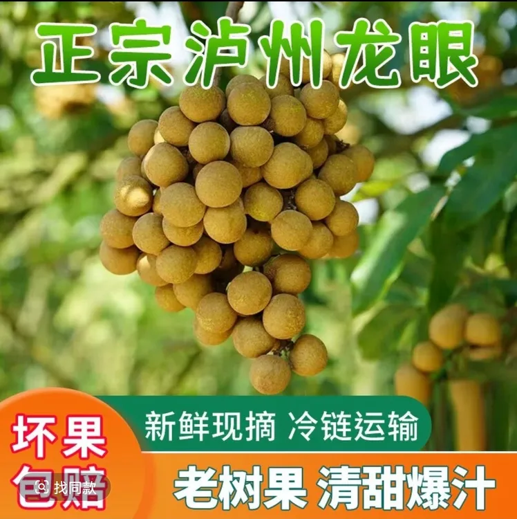 四川泸州黄舣老品种桂圆（龙眼）现摘现发当季新鲜水果不泡水不打药