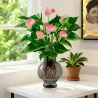 【带花发货】粉掌粉精灵yd水培花卉盆栽室内客厅四季开花