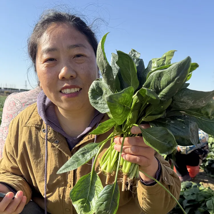 3斤/单，农家自种现割现发鲜嫩爽口菠菜
