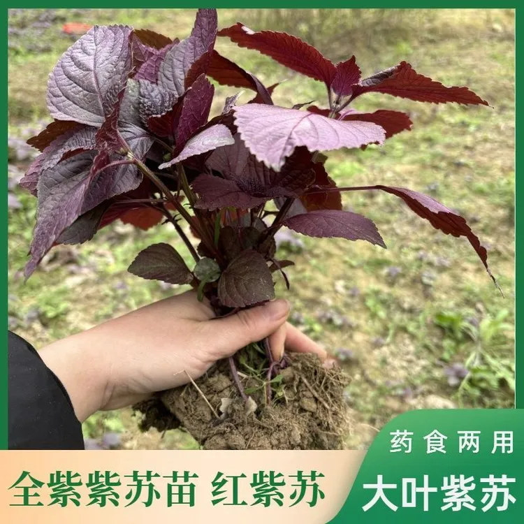 食用紫苏苗双面紫紫苏农家双面红紫苏种籽新货紫苏幼苗阳台盆栽