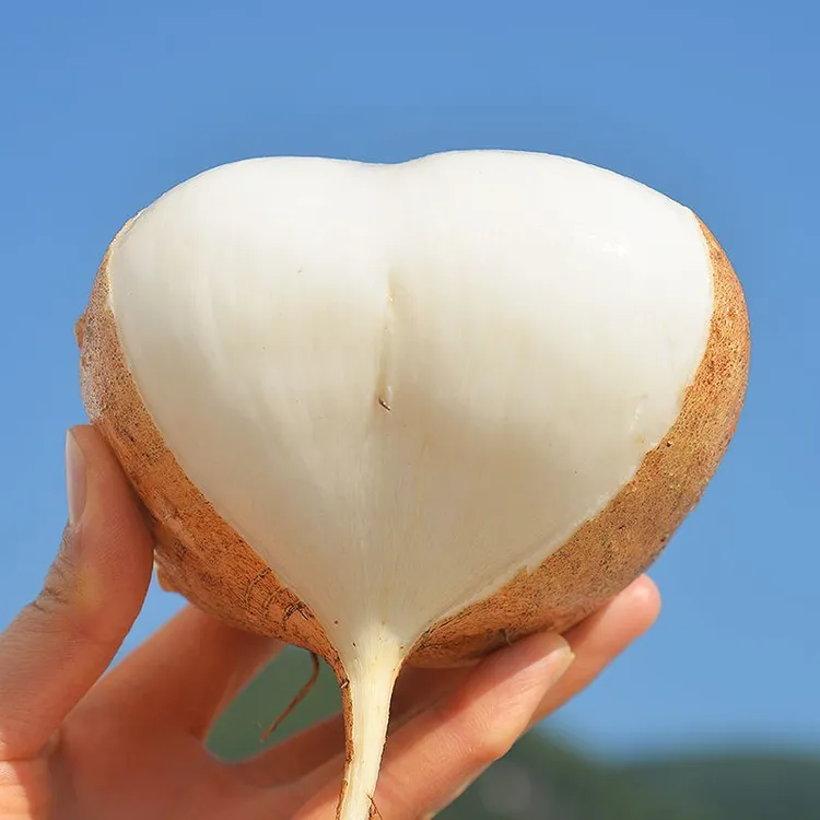 [新鲜地萝卜]沙土凉薯生态贵州品种白地瓜豆薯种植沙葛地下雪梨