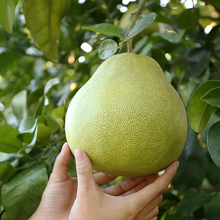 度尾文旦柚红心蜜柚福建仙游老树柚子新鲜应季孕妇水果酸甜多汁