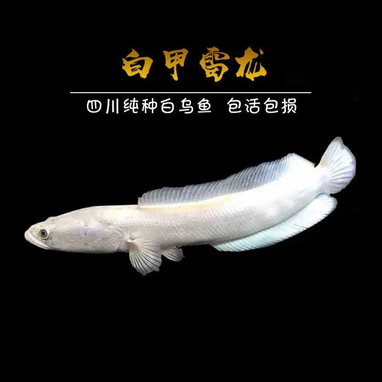 白甲雷龙四川白乌鱼白化黑鱼冷水观赏猛鱼饲养活体发货食用白乌鱼