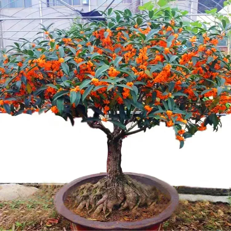 桂花树苗盆栽室内花卉植物金桂庭院大树浓香型绿植开花四季桂好养