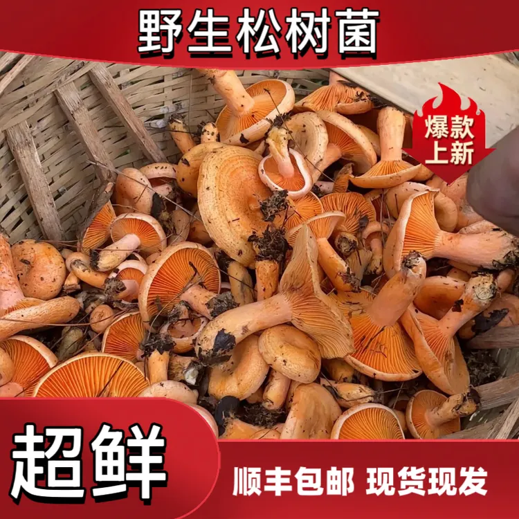 湖南湘西新鲜现采野生谷熟菌三九菇铜绿菌黄枞菌松树菌顺丰包邮