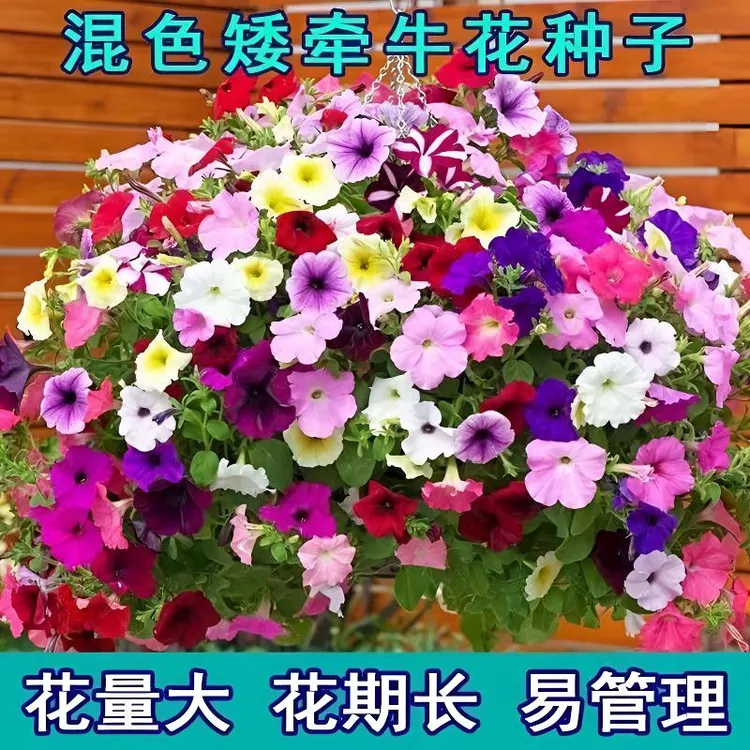 【混色矮牵牛花种子】四季室内阳台盆栽庭院美化易活耐寒耐热爬藤 