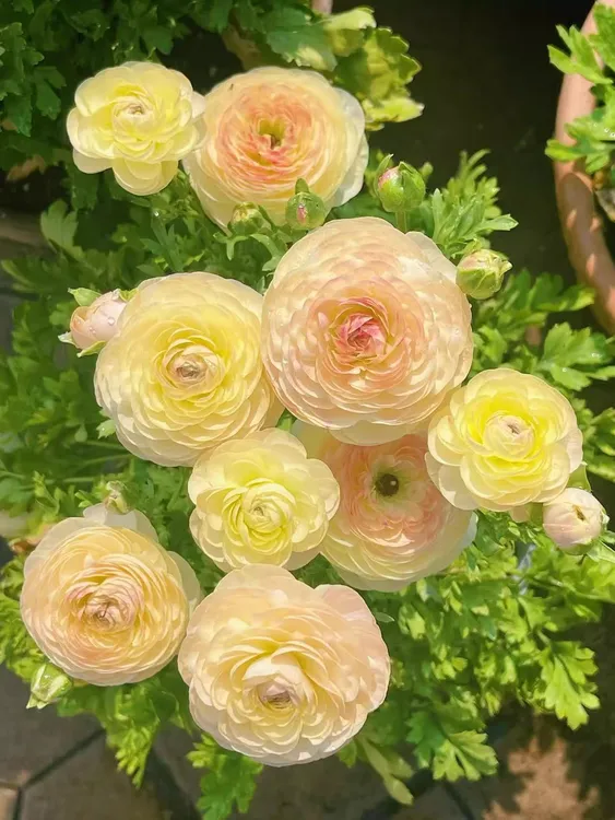 重瓣花毛茛种球仙女洋牡丹耐寒多年生浓香花卉室内外盆栽