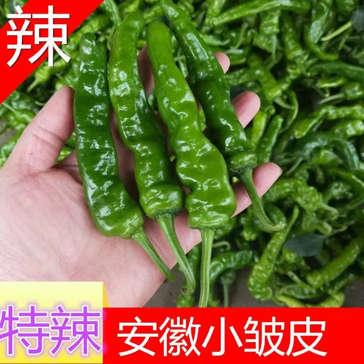 薄皮特辣辣椒新鲜青辣辣小皱皮辣椒批发现摘薄皮青椒当季新鲜蔬菜