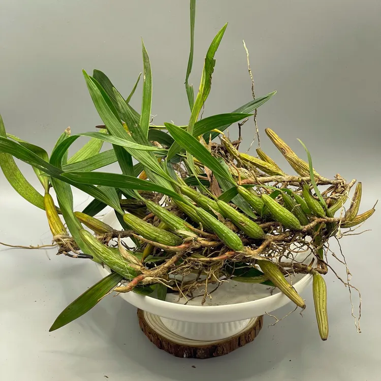 【石 橄 榄】  石 仙 桃  胶质丰富  口感甘香  可煲汤煲水