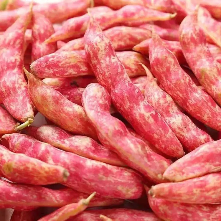 【六哥专属】东北红金钩豆角颗粒饱满开锅就熟非黄金勾