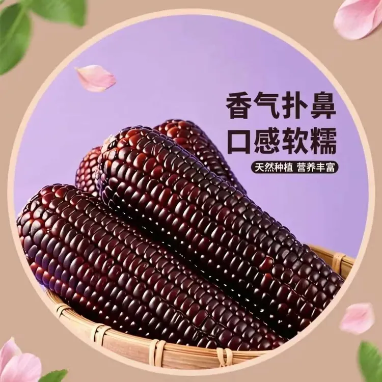 2025年 9月份新下新鲜富硒黑甜糯玉米整箱批发软糯香甜