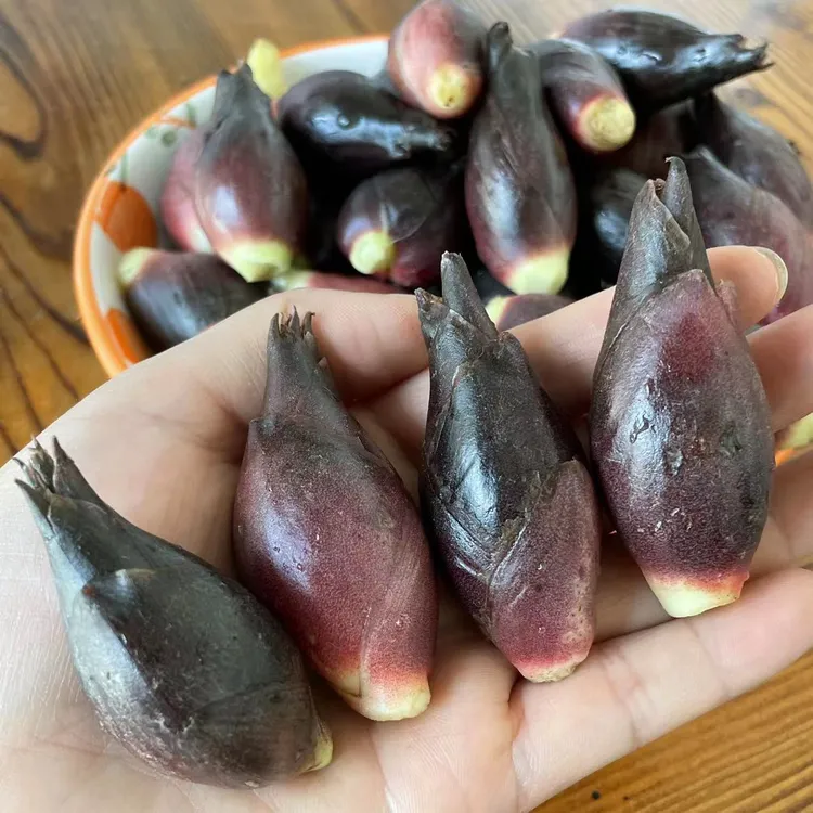 贵州新鲜阳荷现摘洋荷姜洋霍阳霍洋火姜洋河农家时令蔬菜现摘现发