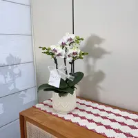 【绿熊】绿色系 蝴蝶兰 经典品种 新手懒人观花盆栽  办公室 卧室