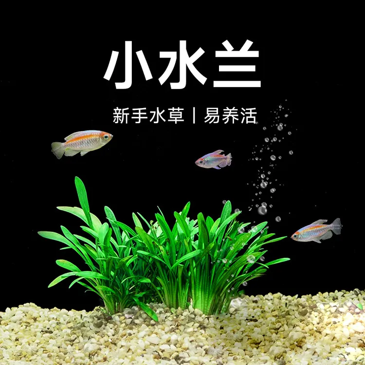 鱼乐多水草小水兰扭兰龙舌兰细叶水韭菜阴性前后景新手鱼缸造景