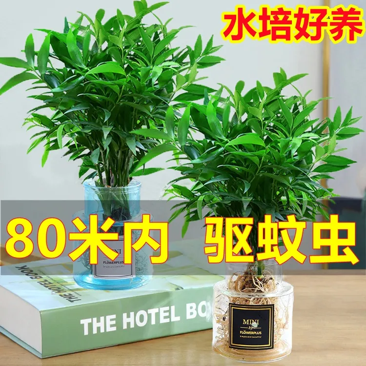 竹柏水培植物客厅水养绿植花卉水培花卉绿植盆栽室内绿植