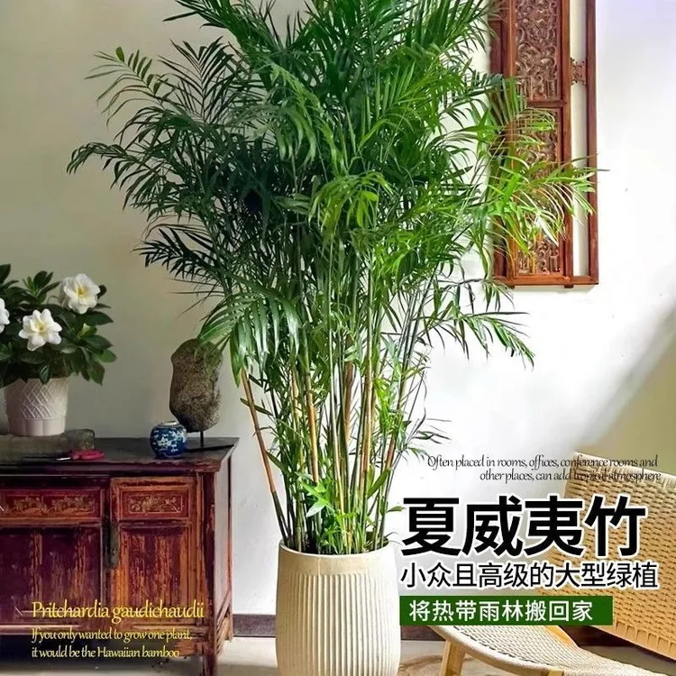 夏威夷竹子办公室清仓空气竹子批发室内绿植除甲醛大型盆栽