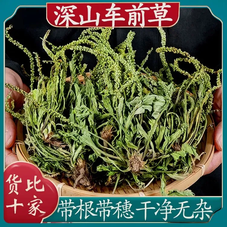 车前草中药材野生车前草泡茶新鲜干货整株车轮草专用车前草泡水