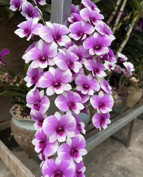 秋石斛 带花苞发货 基地原盆带花剑发货多年生好养花期长