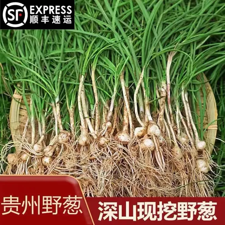 【顺丰包邮】贵州野葱新鲜野香葱野蒜小根蒜野胡葱香葱小葱现挖现卖