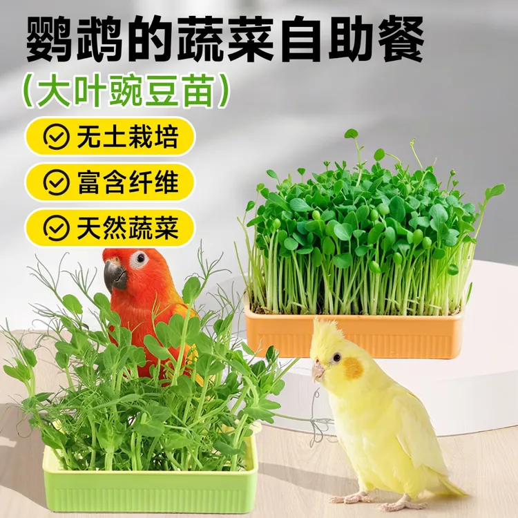 鹦鹉豌豆苗小太阳牡丹鸟食用草玄凤虎皮天然啃咬玩具解闷自嗨蔬菜