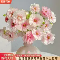【云舍花卉】【香槟】蝴蝶洋牡丹任意满两单及以上鲜花包邮发货