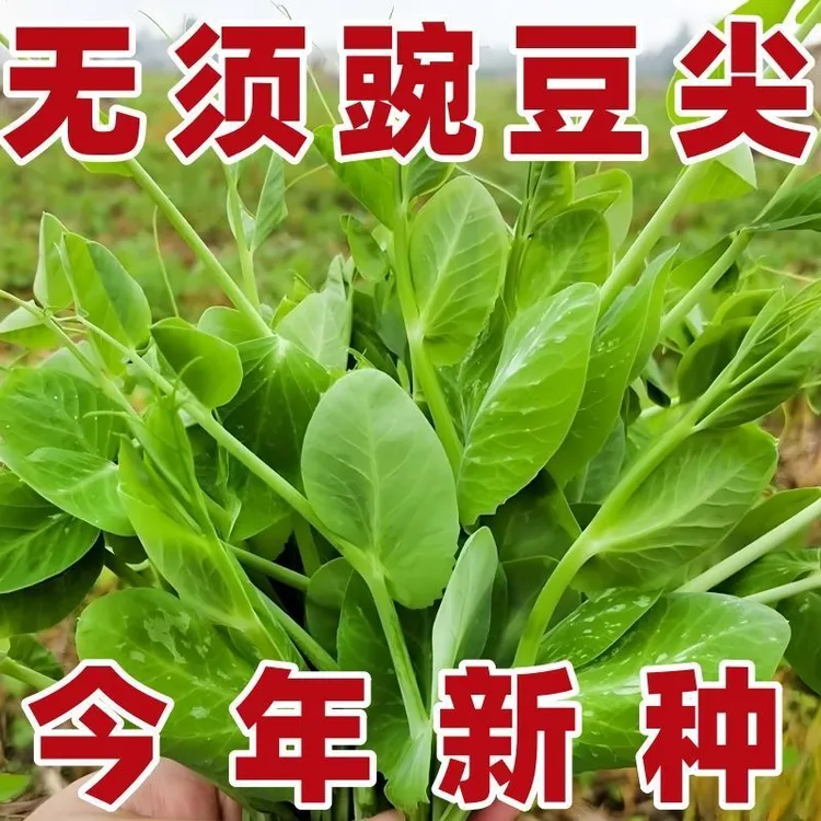 AAA无须豌豆尖种子豌豆苗种子四季易种阳台盆栽蔬菜种子