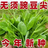 AAA无须豌豆尖种子豌豆苗种子四季易种阳台盆栽蔬菜种子