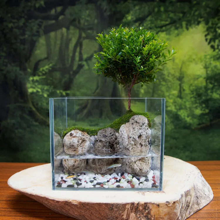  【湖光山色】赤楠桌面水陆绿植景观超白玻璃缸可养鱼18*14*15CM
