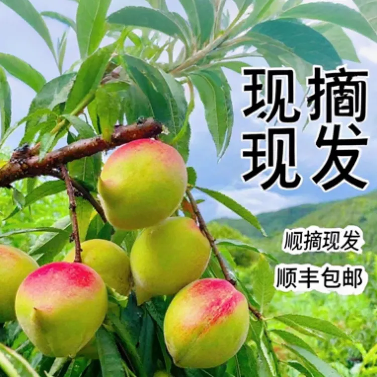 鹰嘴桃【现货】正宗连平上坪鹰嘴桃现摘现发当季新鲜脆甜