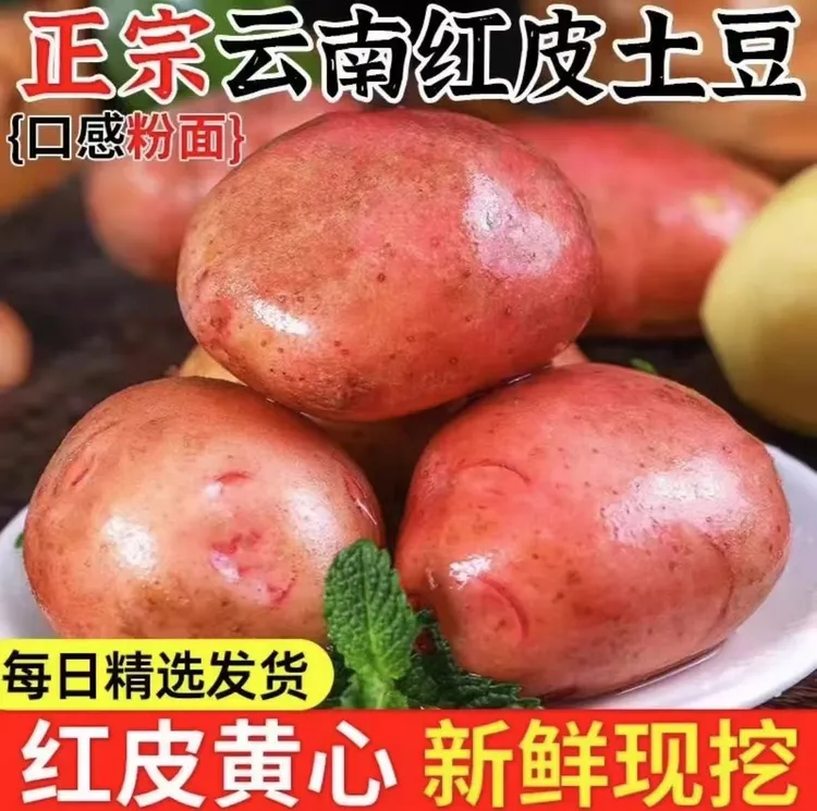 云南红皮土豆黄心土豆粉糯香甜