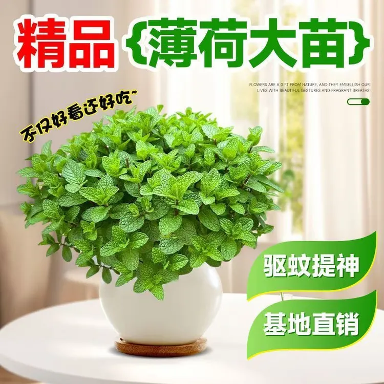 薄荷盆栽大苗室内驱蚊净化空气香草植物可食用