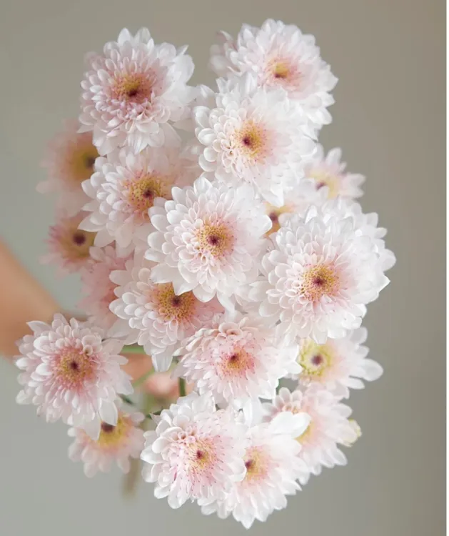 【草莓蛋糕小雏菊】昆明鲜花（顺丰包邮）云南直发