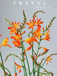 【火焰兰】花色艳丽，远观如火焰一般/超长待机小众稀有花材/鲜切花