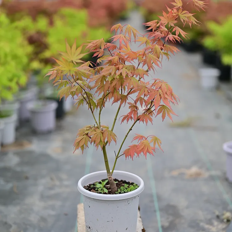 女神枫树脉纹系鸡爪红枫盆景流泉枫树红舞姬庭院花境设计