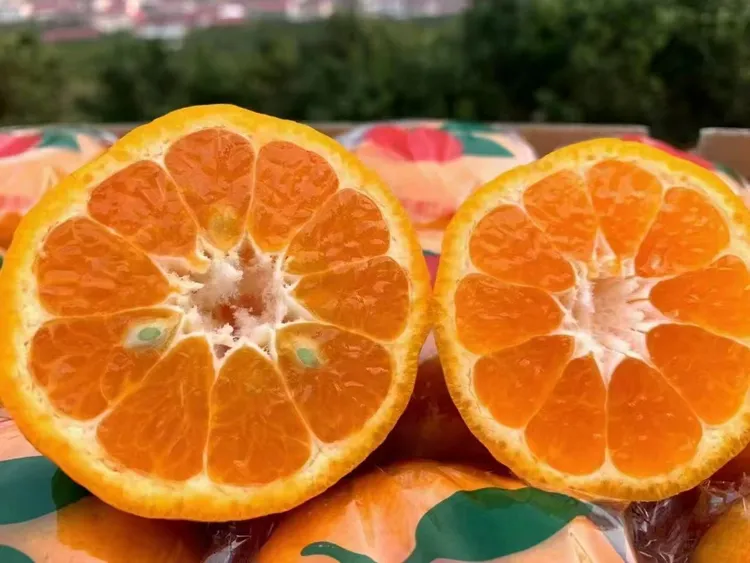 【限量100箱】长阳清江椪柑超特当季新鲜水果