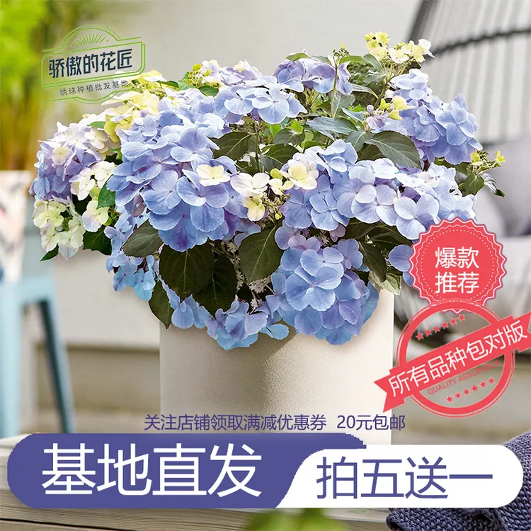 绣球花苗落跑新娘万华镜无尽夏漫卷薄荷拇指辉夜姬玉石姹紫嫣红