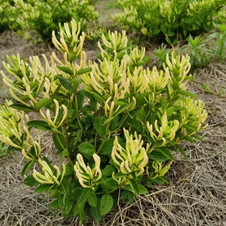 北花一号金银花树苗盆栽地栽用爬藤植物种植5年苗买一送一