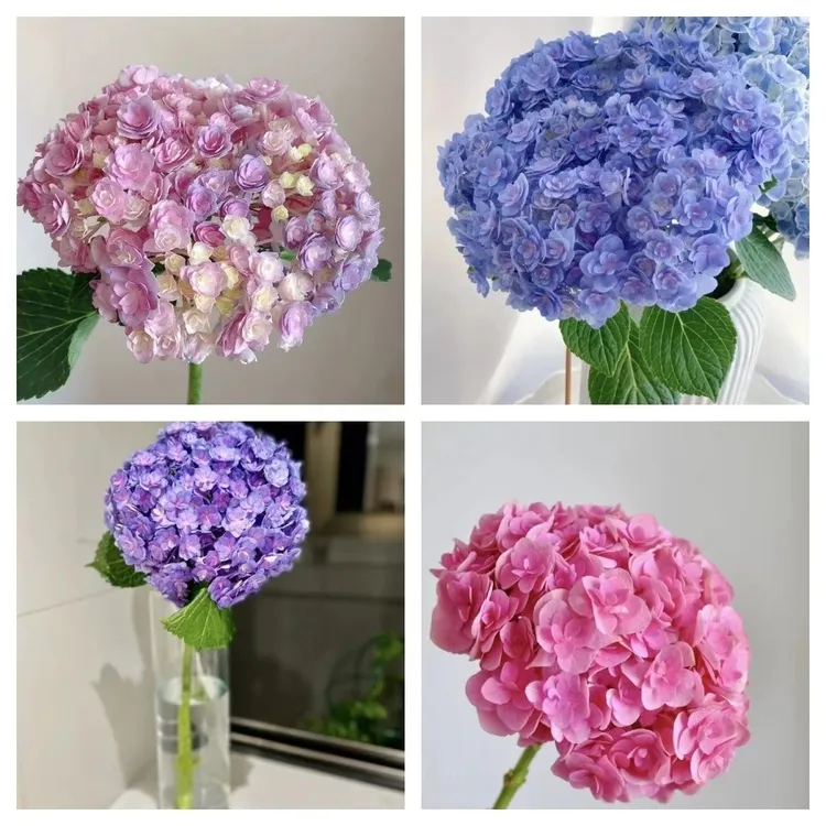 重瓣绣球太阳神殿鲜切花水养办公室内家居水培插花婚庆场景布置