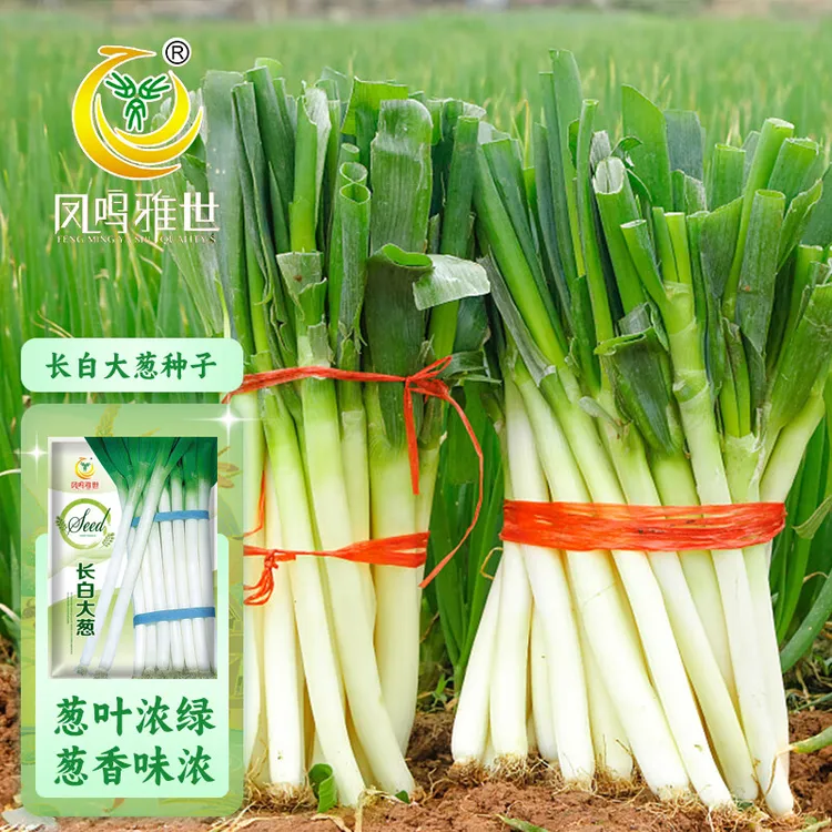 山东章丘大葱种子四季葱耐寒蔬菜种子大葱种子