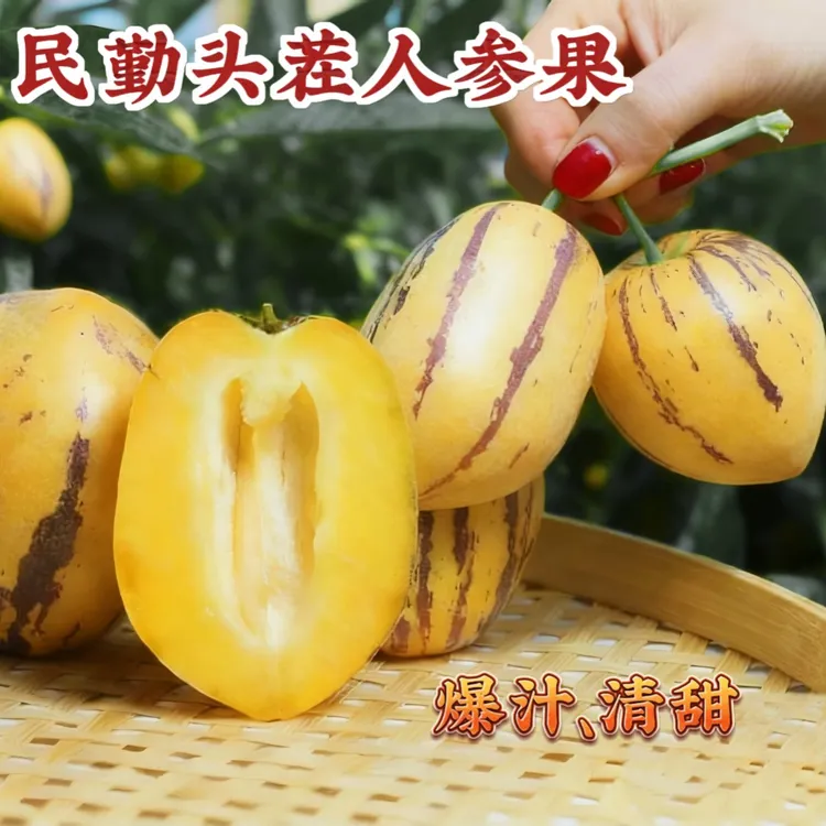 【产地直发】甘肃民勤人参果当季水果控糖水果民勤仲麟人参果