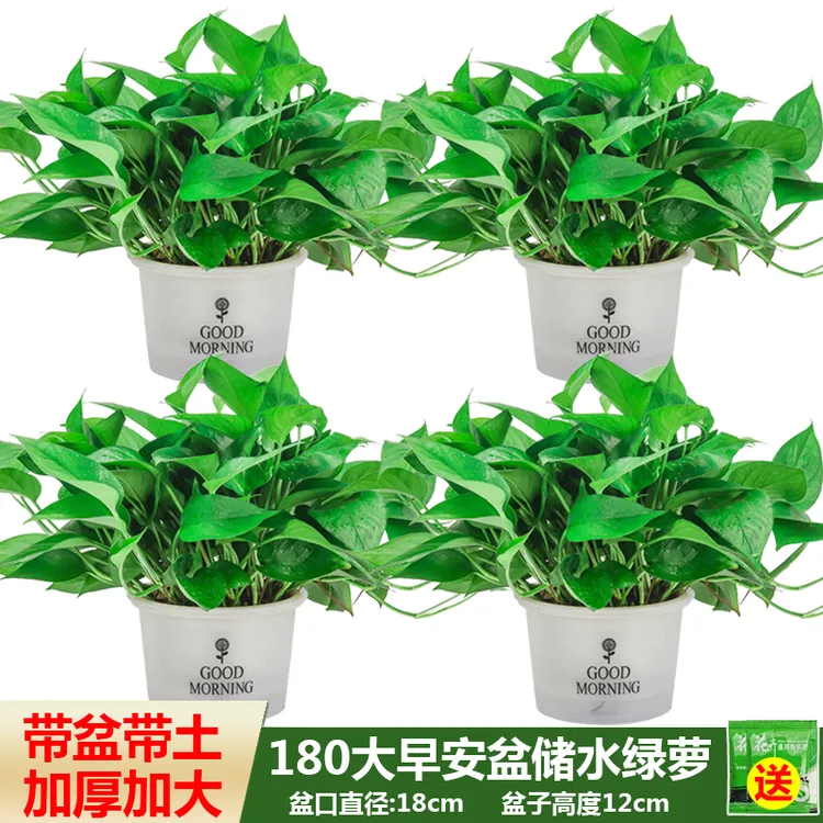 绿萝盆栽室内绿植盆景长藤垂吊大叶绿箩新房吸除甲醛挂墙绿箩