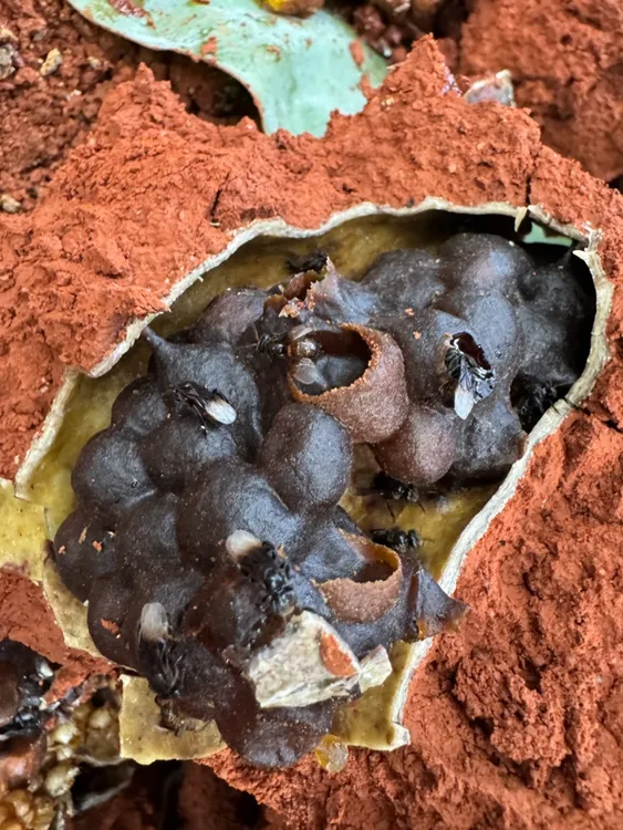 云南大山里的土酸蜜净重量500克