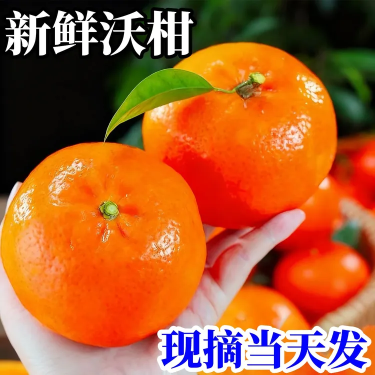 正宗云南沃柑高山应当季新鲜水果甜橘子皇帝砂糖柑橘产地直发