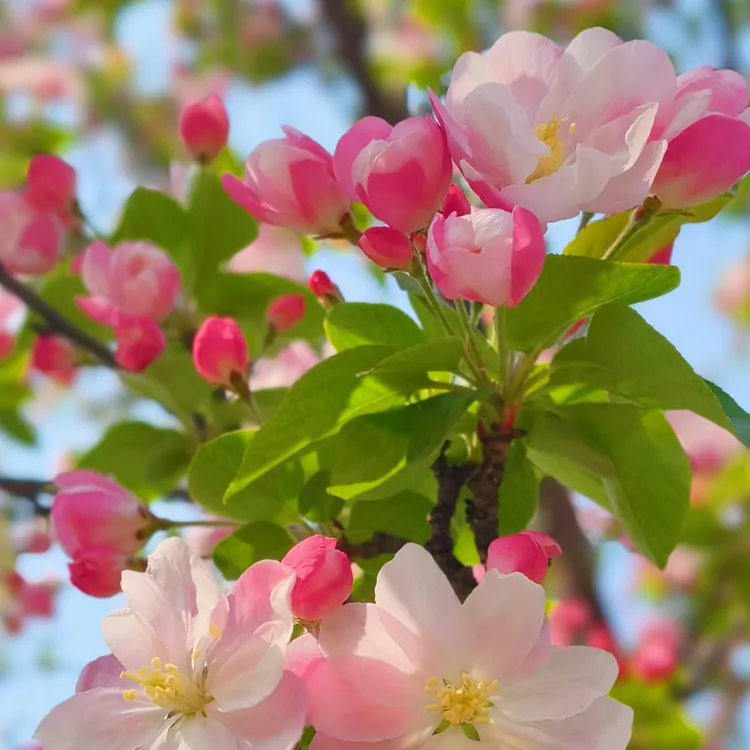 西府海棠树八棱海棠树观花吃果盆栽地栽一物一拍