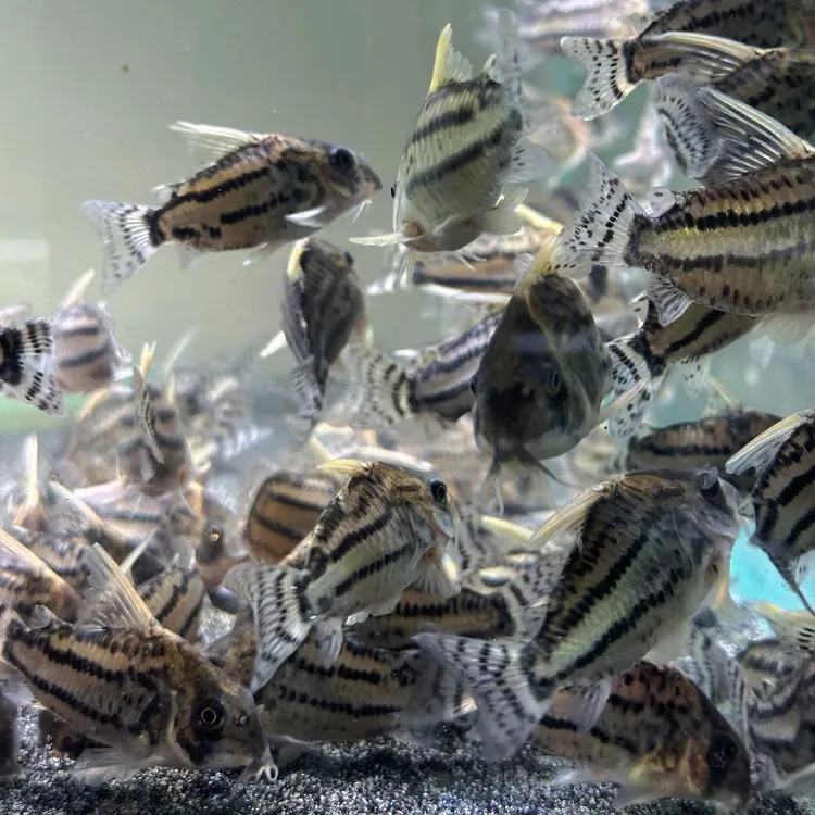 【鼠鱼专区 】全场不包邮